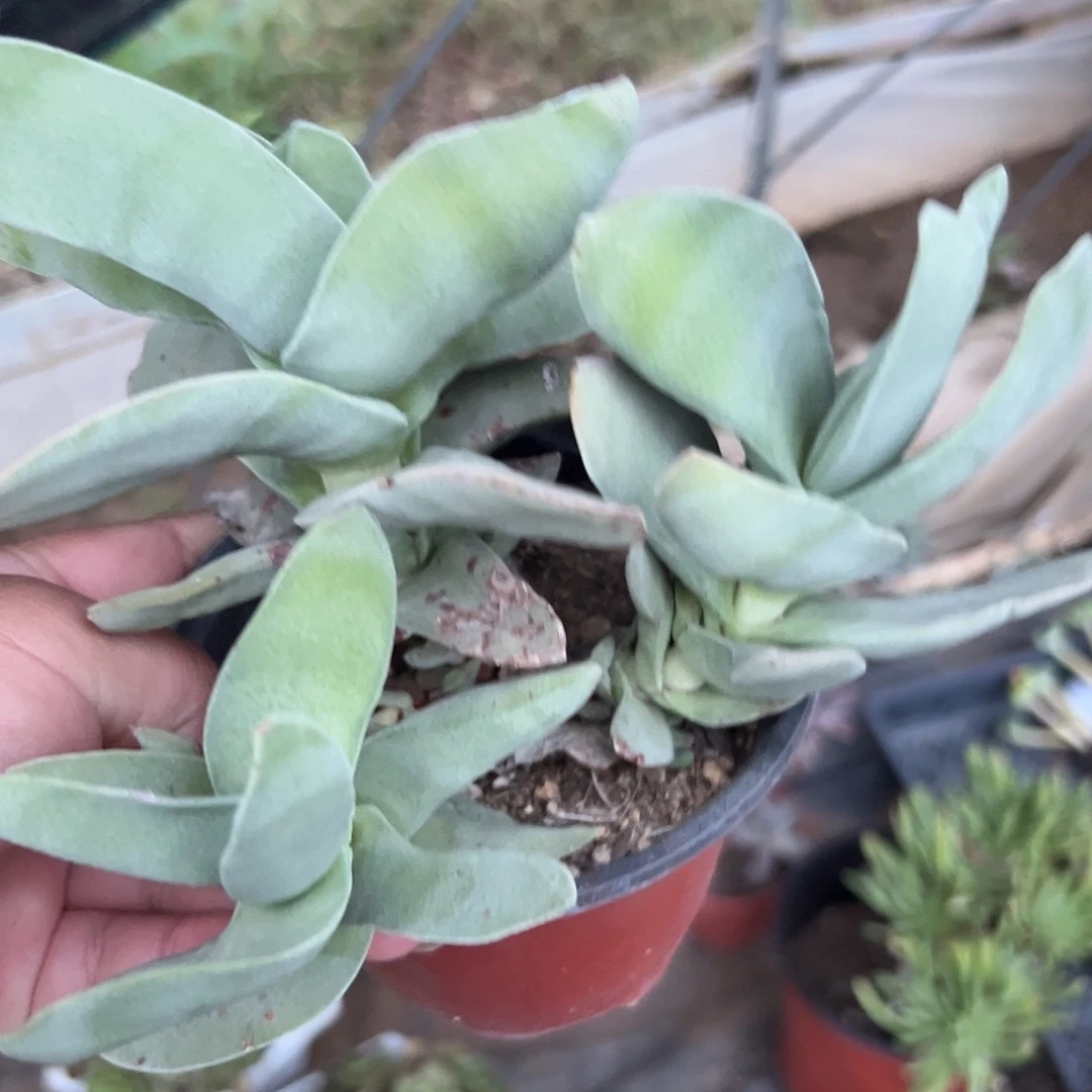 多肉植物多肉植物