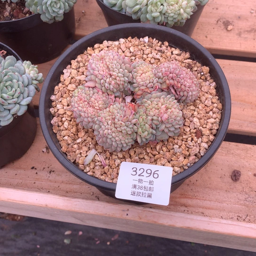 11厘米盘龙白胖子缀3296