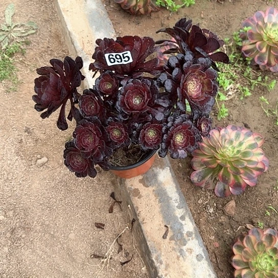 多肉植物罗莉695号不包断枝