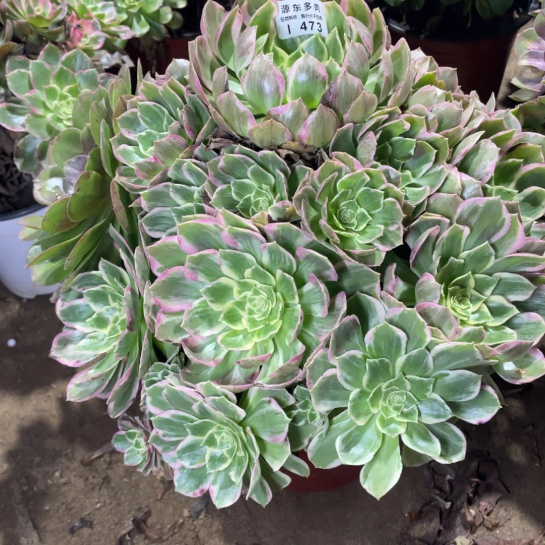 473粉海多肉法师断枝不包