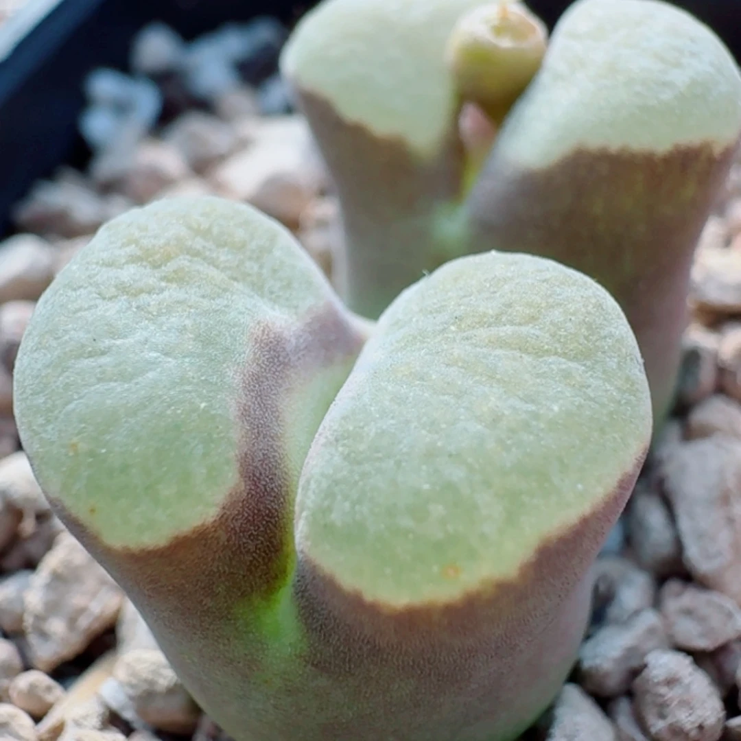 3513磁铁风铃玉肉锥植物