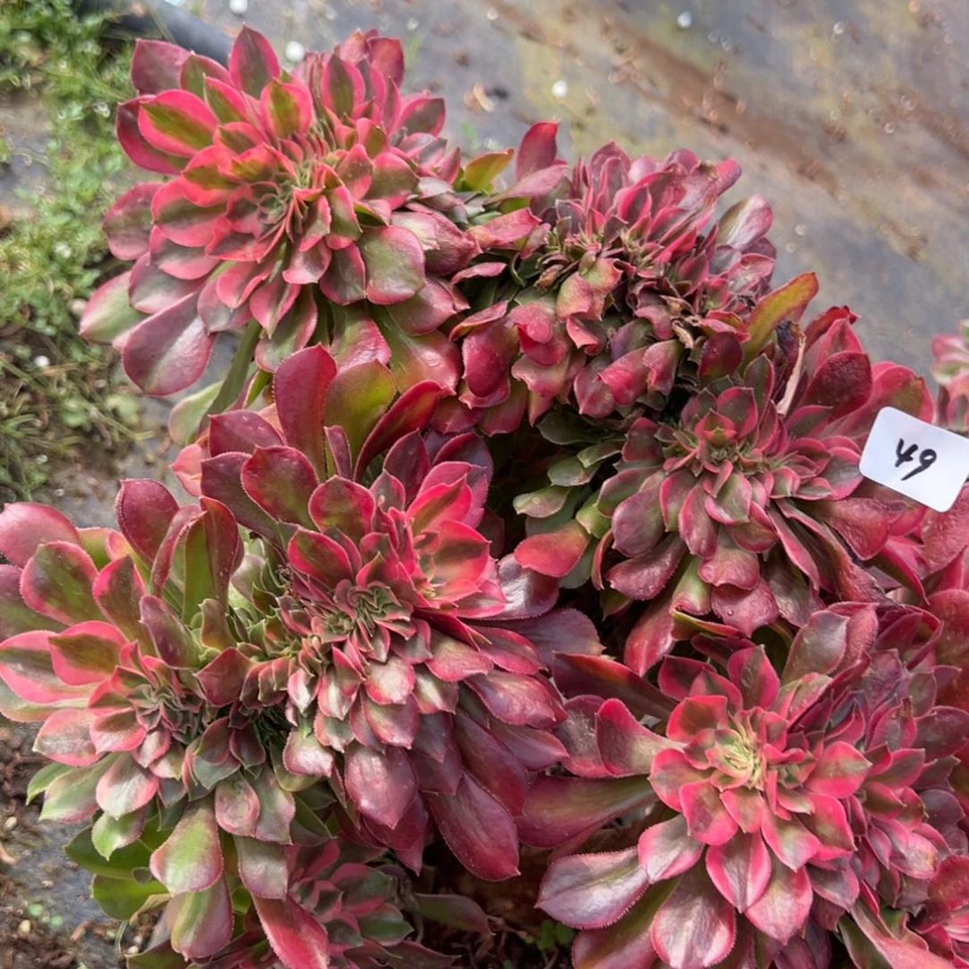 49张飞缀多肉嘻嘻嘻