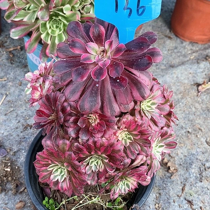 136 一颗红铜壶法师多肉