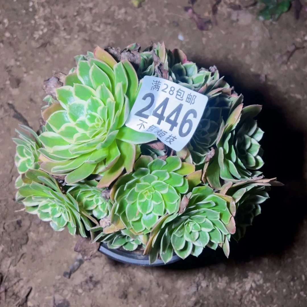 海王多肉植物法师2446