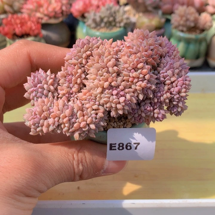 一物一拍满38包邮 E867