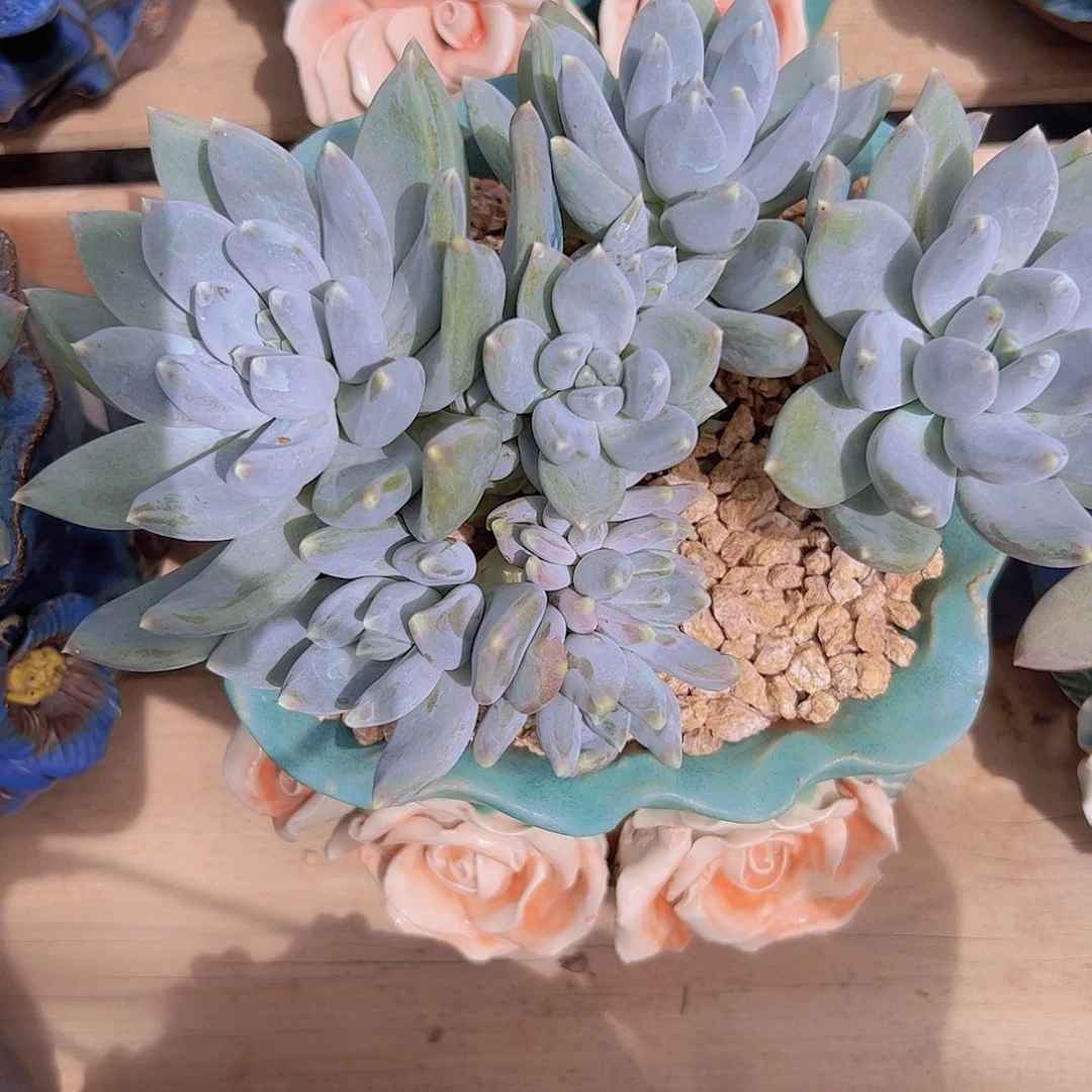 哥特体伊丽莎白1111