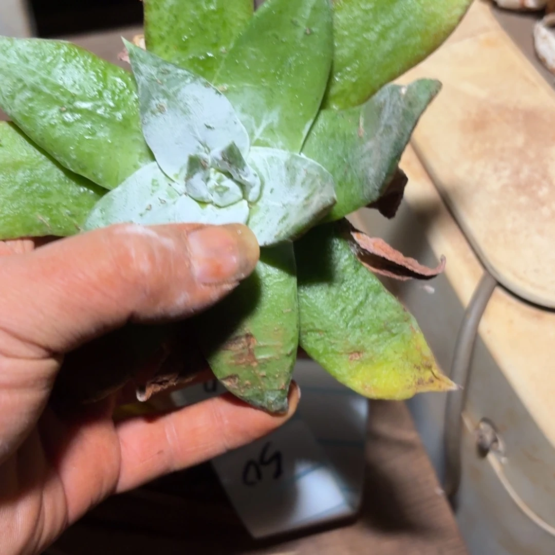 仙女杯多肉植物杂交