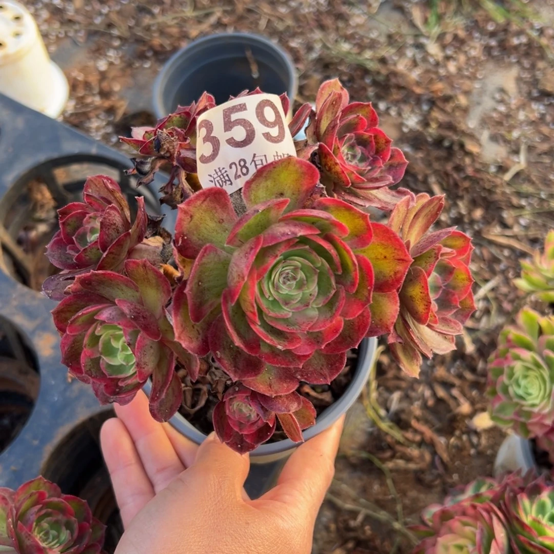 多肉植物359赤子心无售后