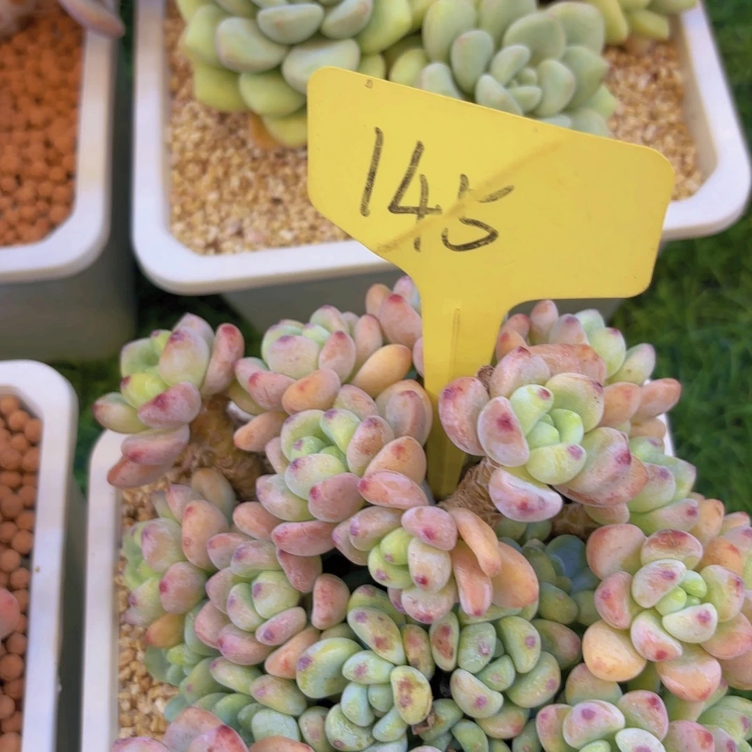 ℒ***⁴我的小可爱们都好可爱