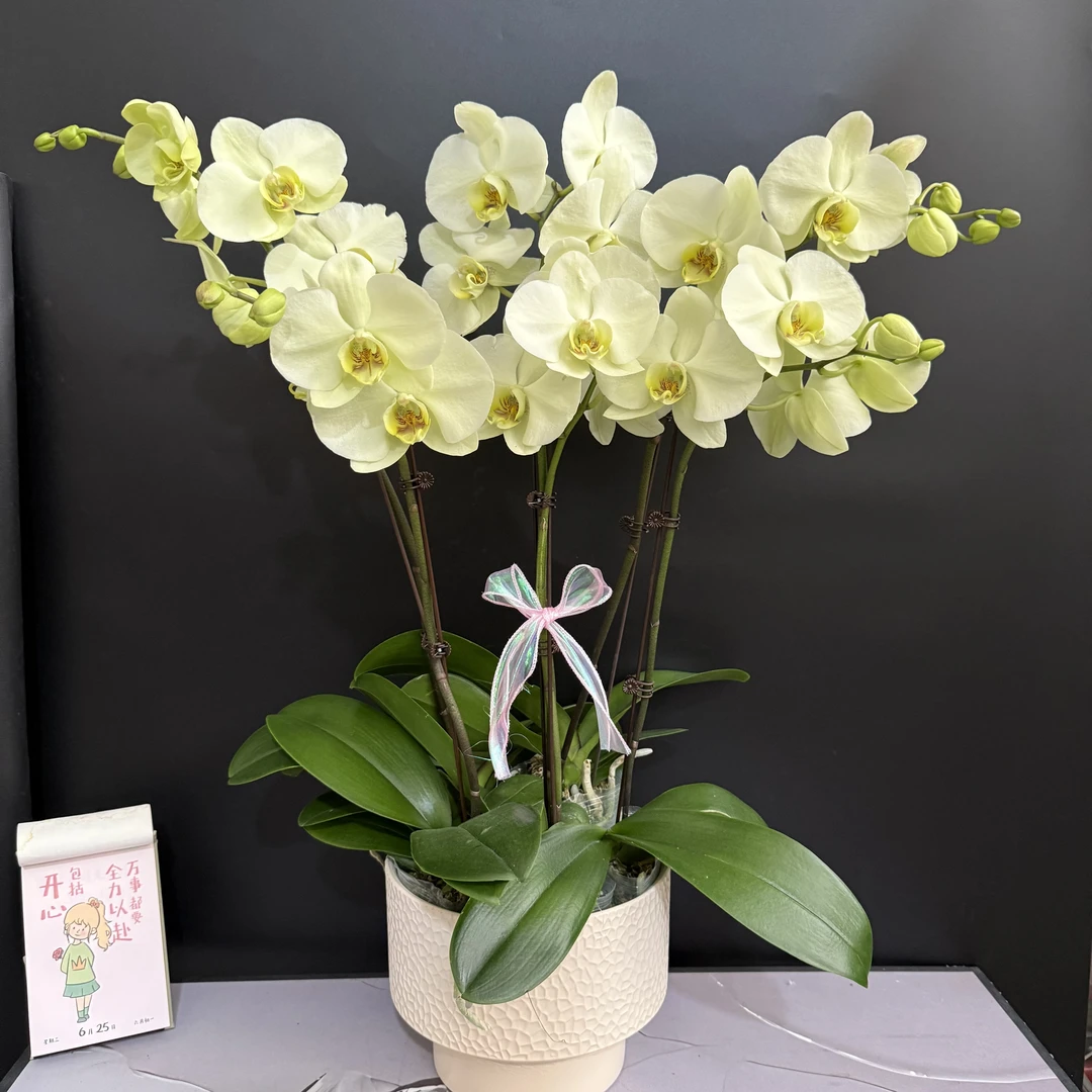 蝴蝶兰《绿地球》纯天然绿色系 中大花 清新