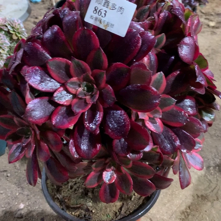 863蒙娜丽莎多肉植物特价