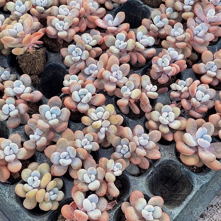 小粉兔1元带土发货