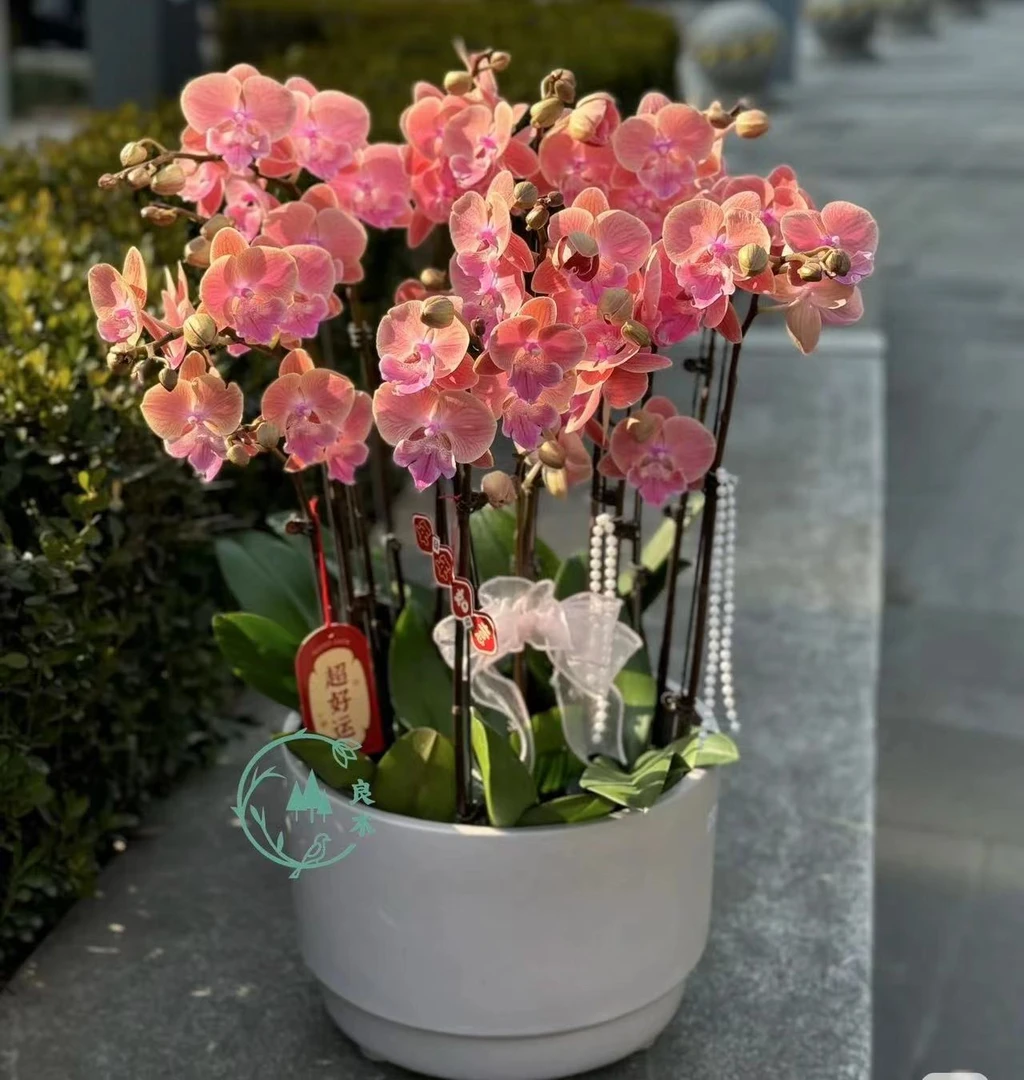 【6株唯美蝴蝶兰】含盆带花发货年宵