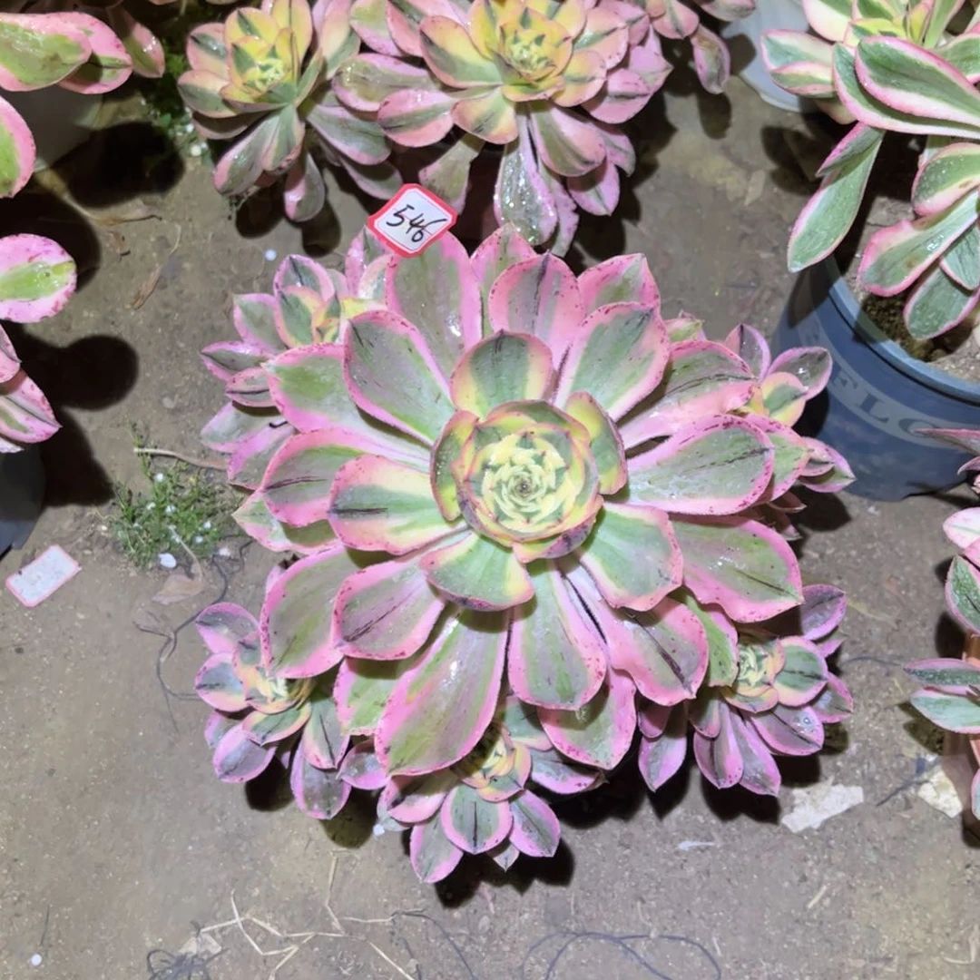 546多肉植物艳姿锦老桩不直
