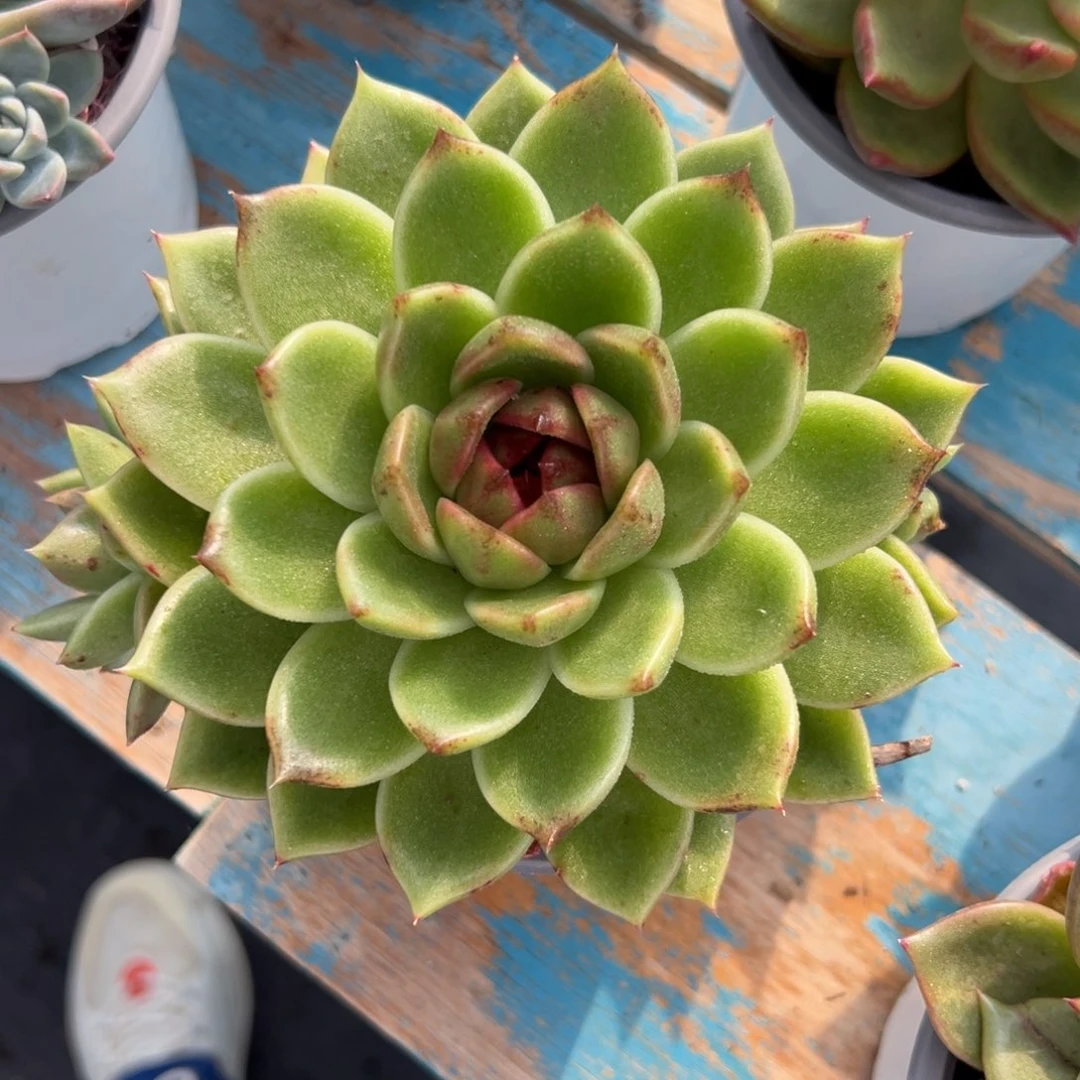 多肉植物一物一拍09