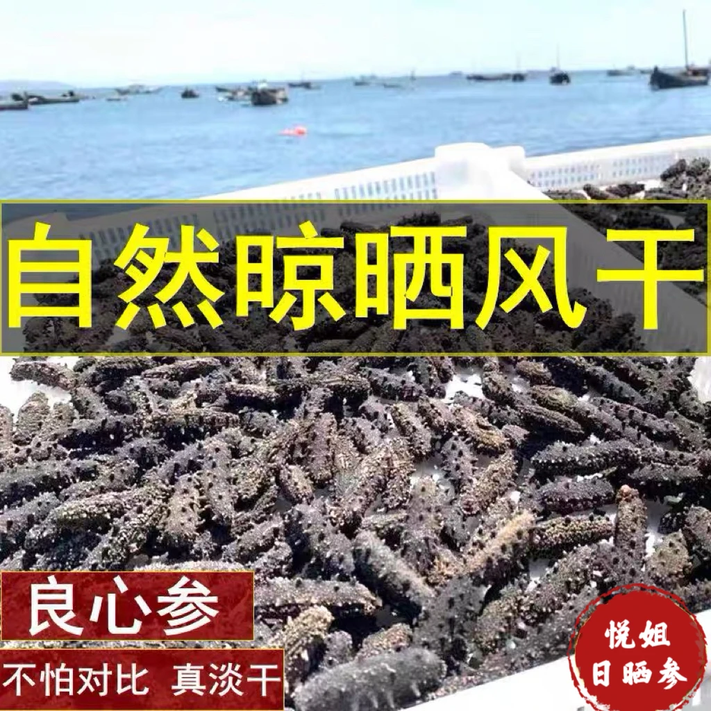 15倍高泡发大连国标淡干纯日晒海参 国标淡干海参