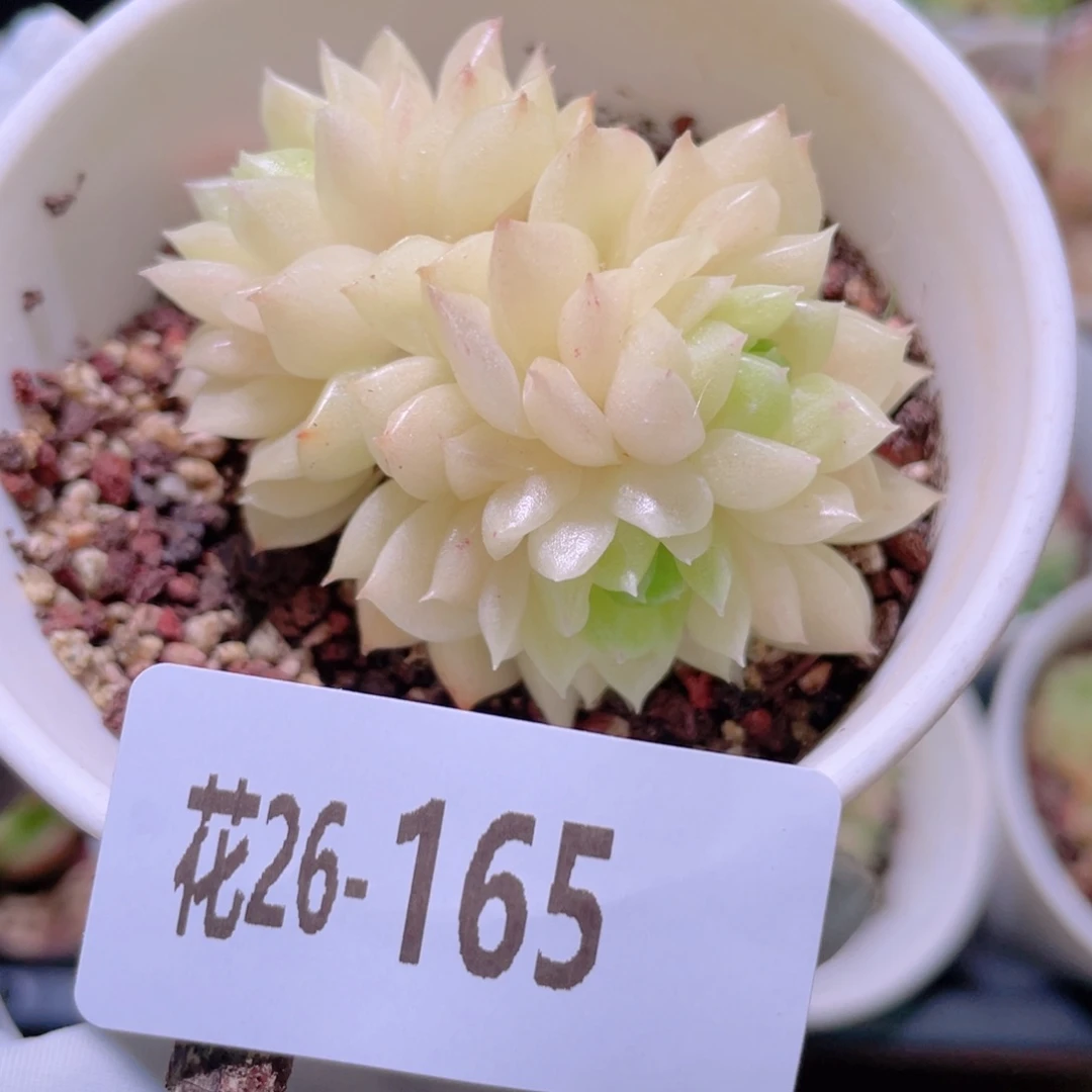 花利美26-165麦秆群