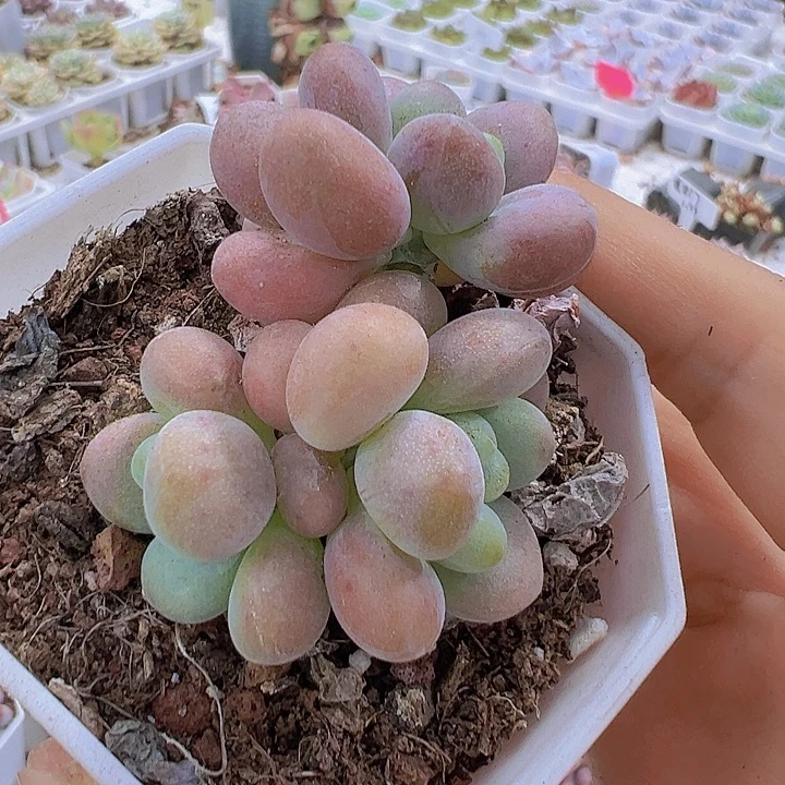 鱼子酱带盆19包邮多肉植物