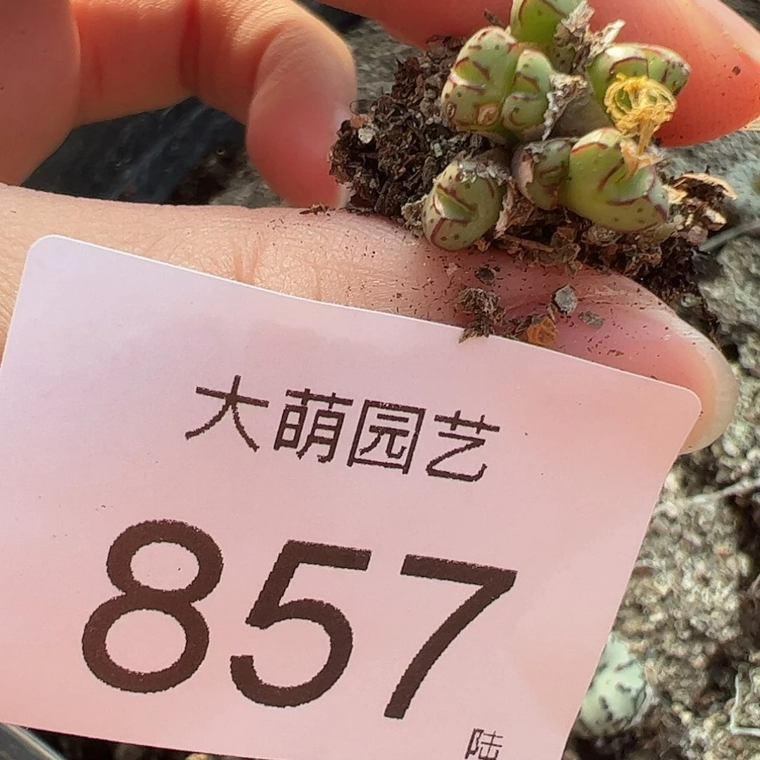 一物一拍。           857