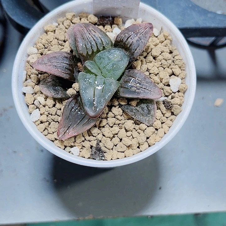 自***人粉色甜心多肉植物6666