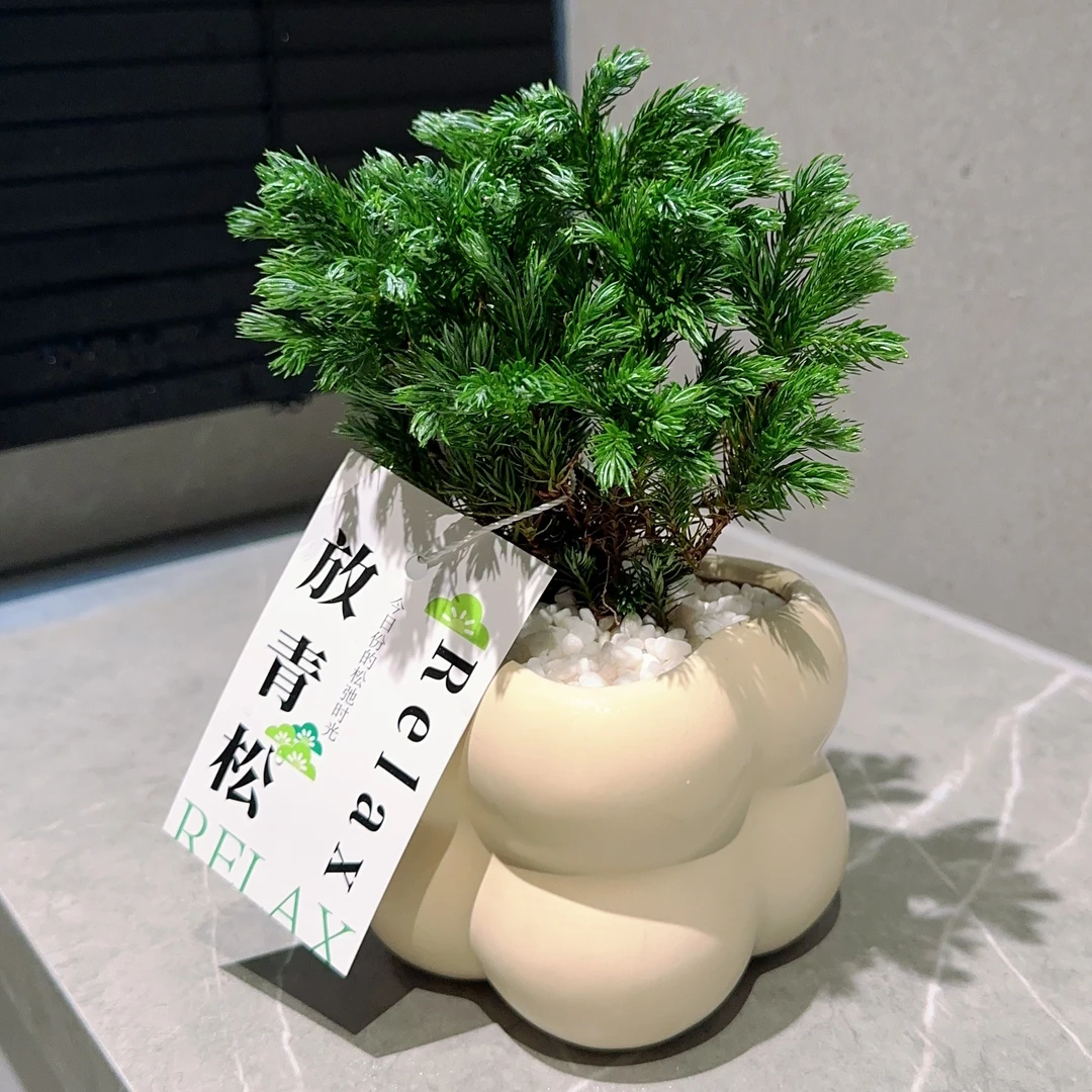 蓝松+四格盆+白石头+接水盘+卡牌（放轻松）