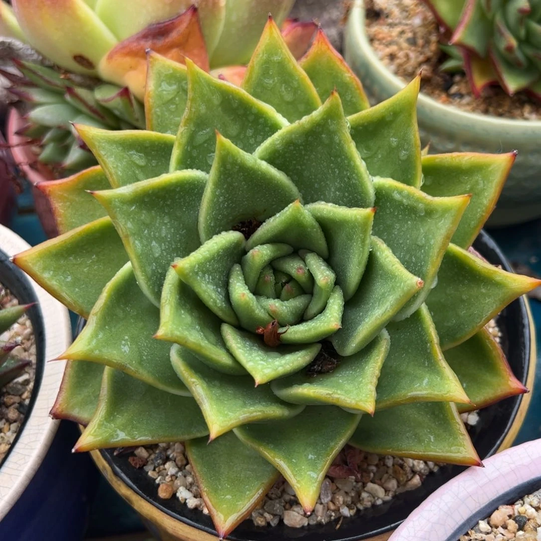 从前慢多肉精选编号0719.10