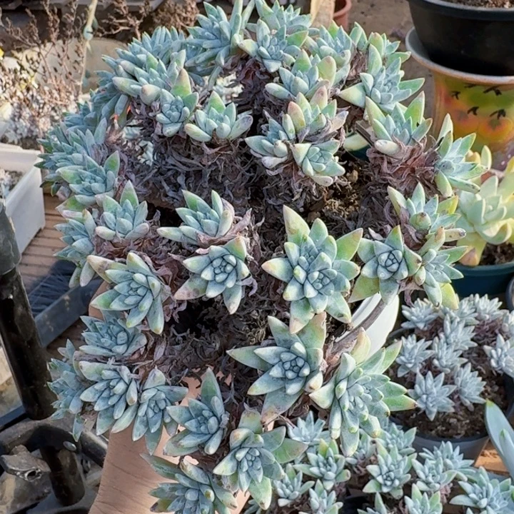 40头白菊一物一拍105