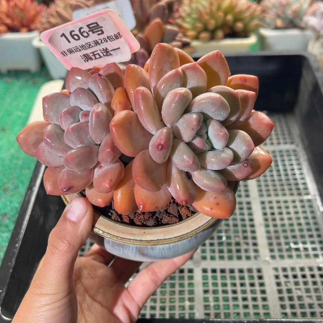 表妹精品多肉植物166.