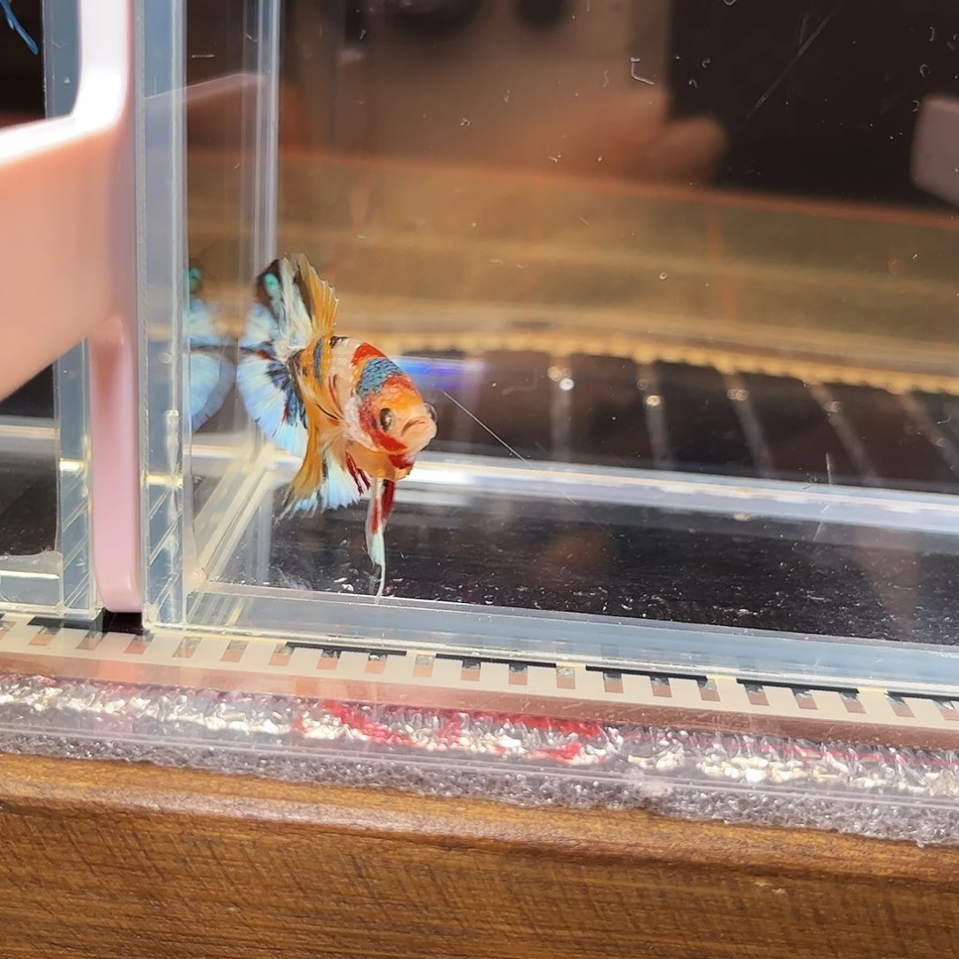 海水鱼宙斯斗鱼竞拍12-26