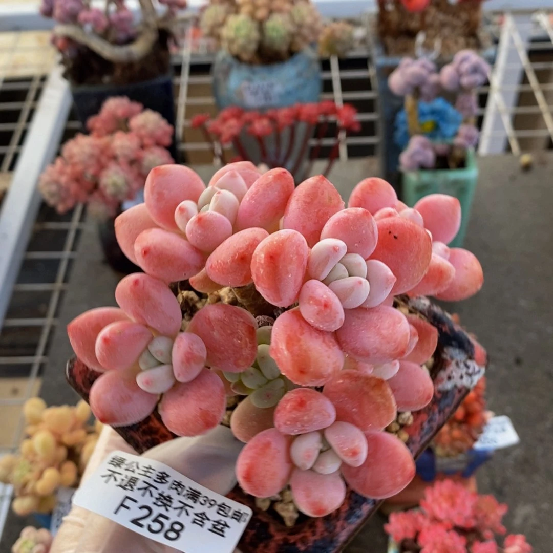 樱花洛神258/10c m