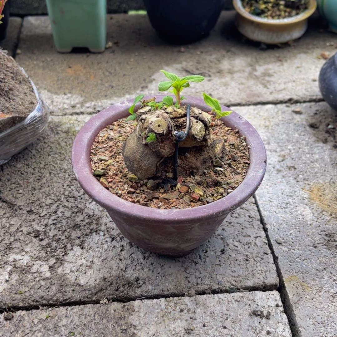 当前无花栽培后可以开花