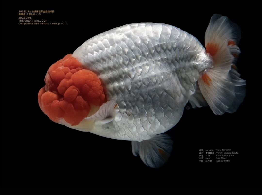 精品兰寿泰狮玛丽金鱼冷水淡水观赏鱼