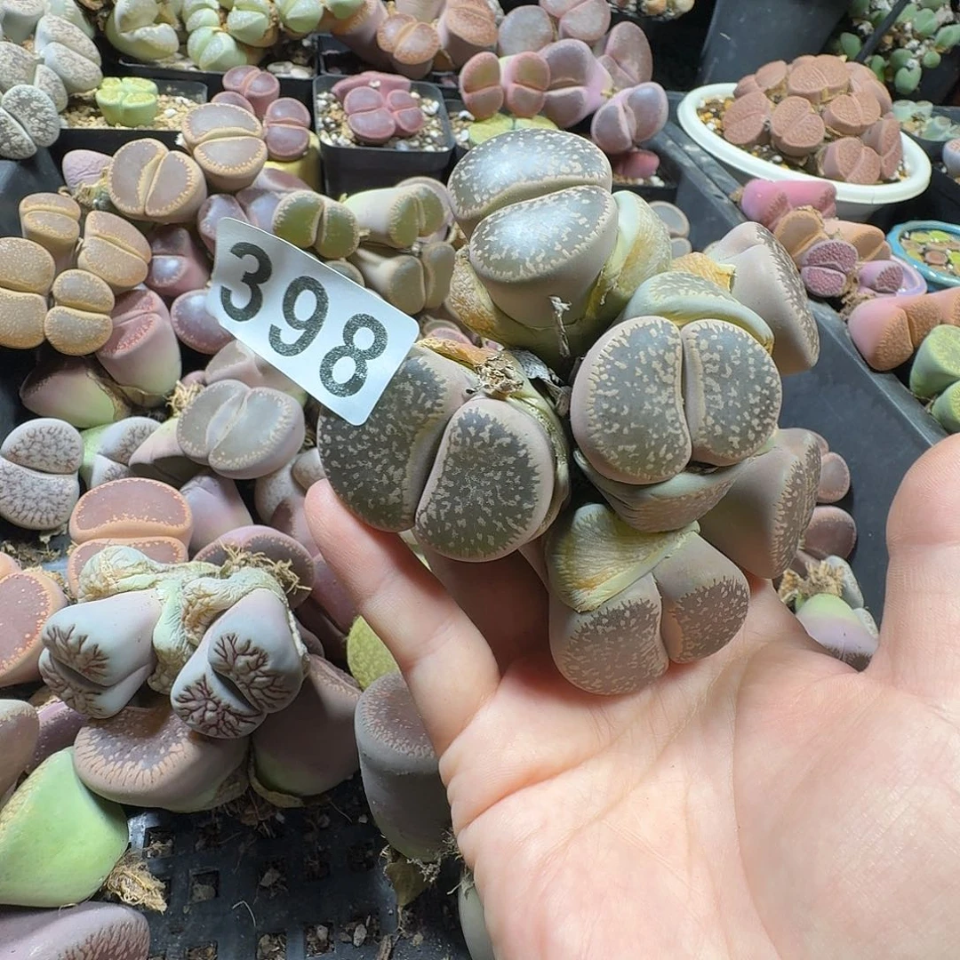 生石花一物一拍398
