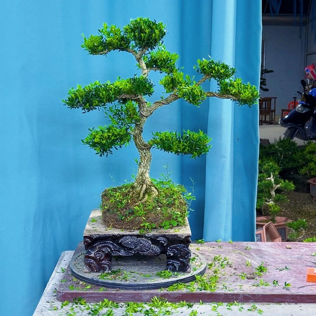 无花朵高端黄杨盆景艺术