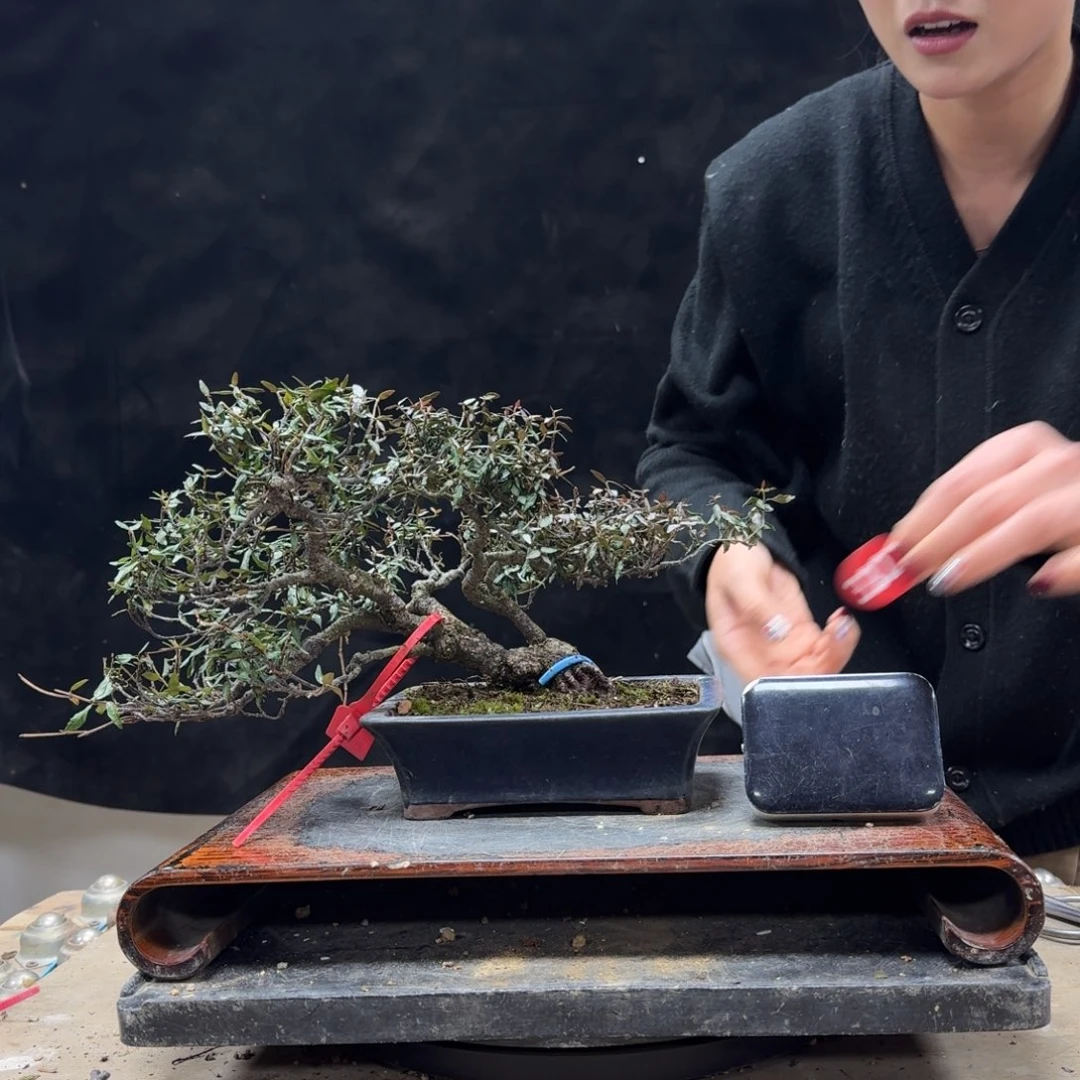 盆景顺丰到付不包邮无***琴323