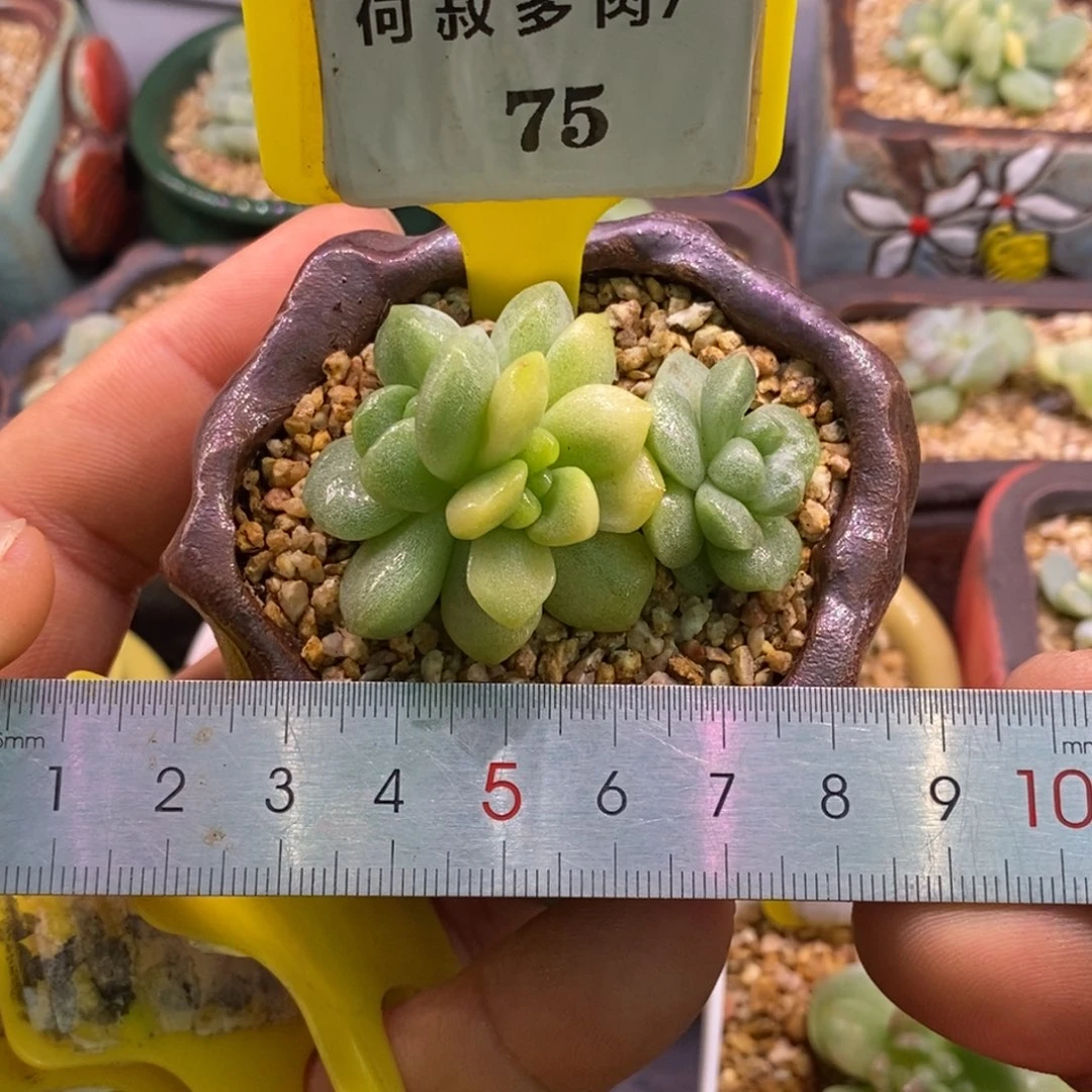 775冰玉石化三头，黄富轮