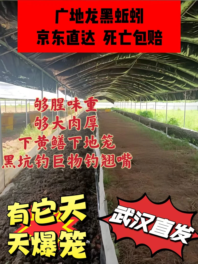 广地龙黑青蚯蚓下黄鳝下地笼户外钓鱼活饵黑蚯蚓腥味大适合钓大鱼