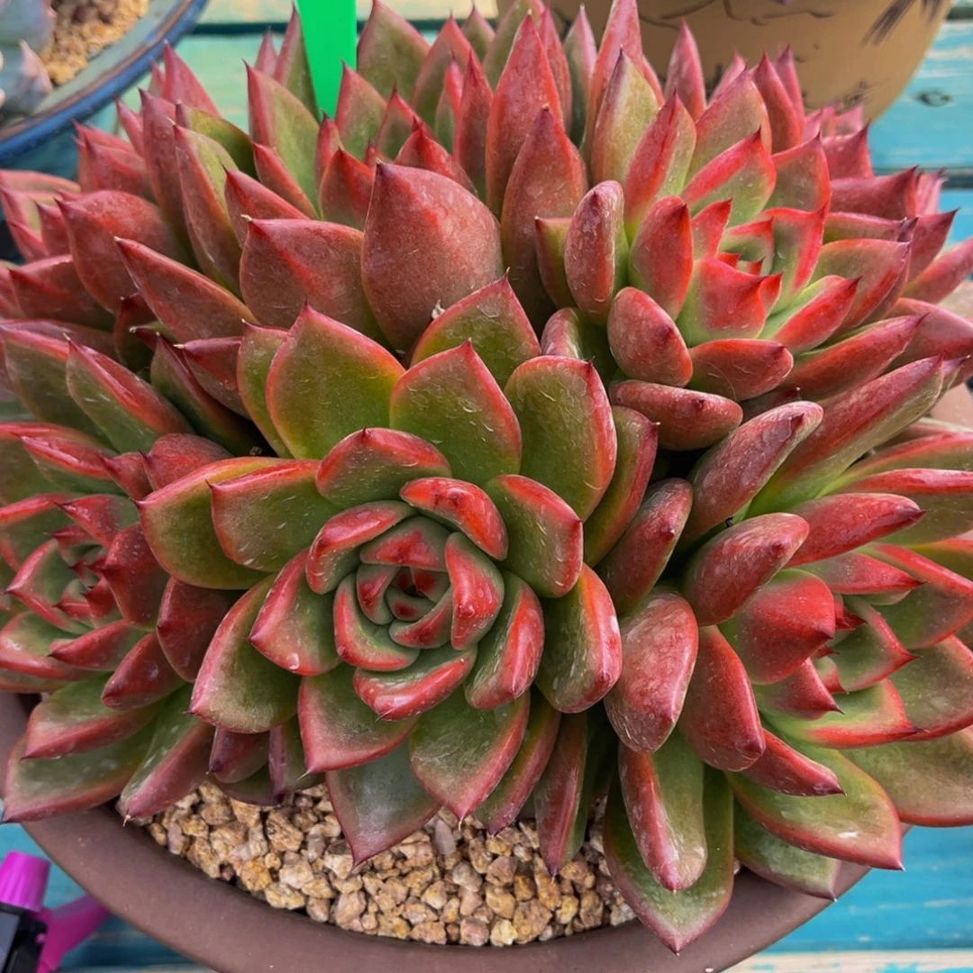 一物一拍多肉植物