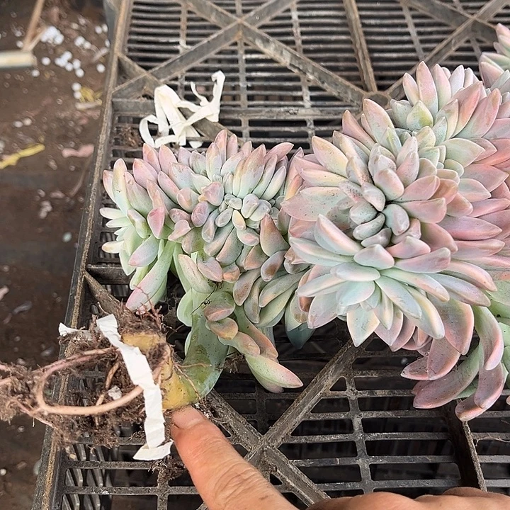 艳***李淡雪景缀4颗96.88多肉植物
