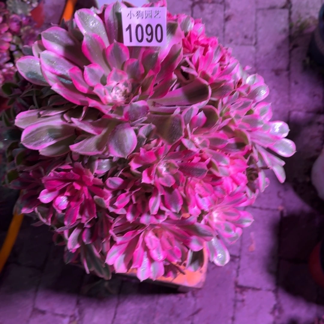 顾***诚男神多肉植物1090寄养
