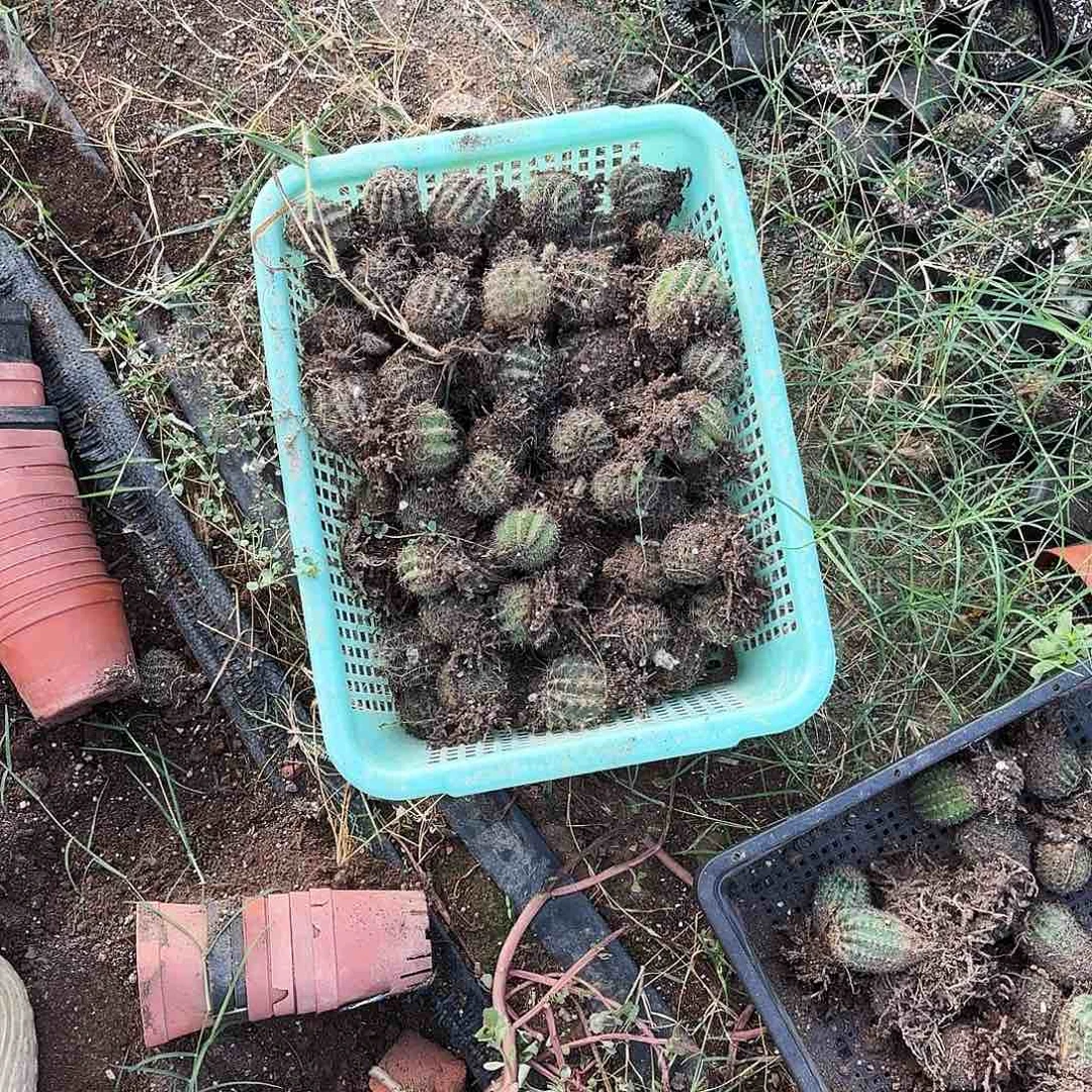 带根8颗混瑕疵000000