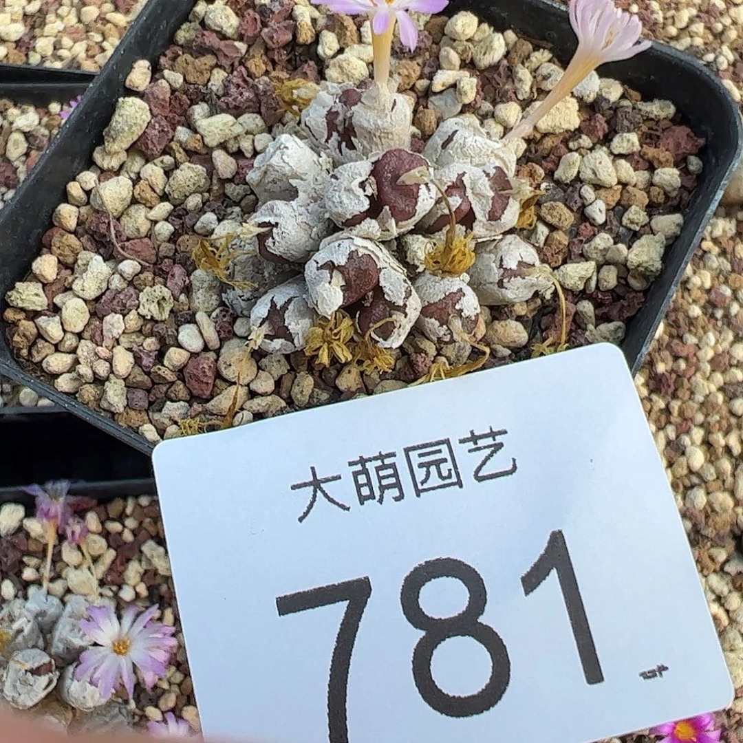 一物一拍脱土发。   781