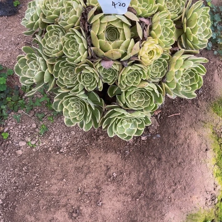 420粉花妖多肉植物法师