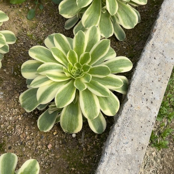 迈巴赫多肉一圈头量拍