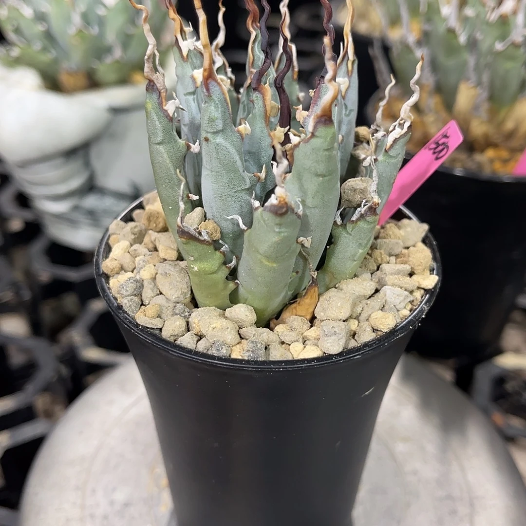 熟桩妖炎好价好养