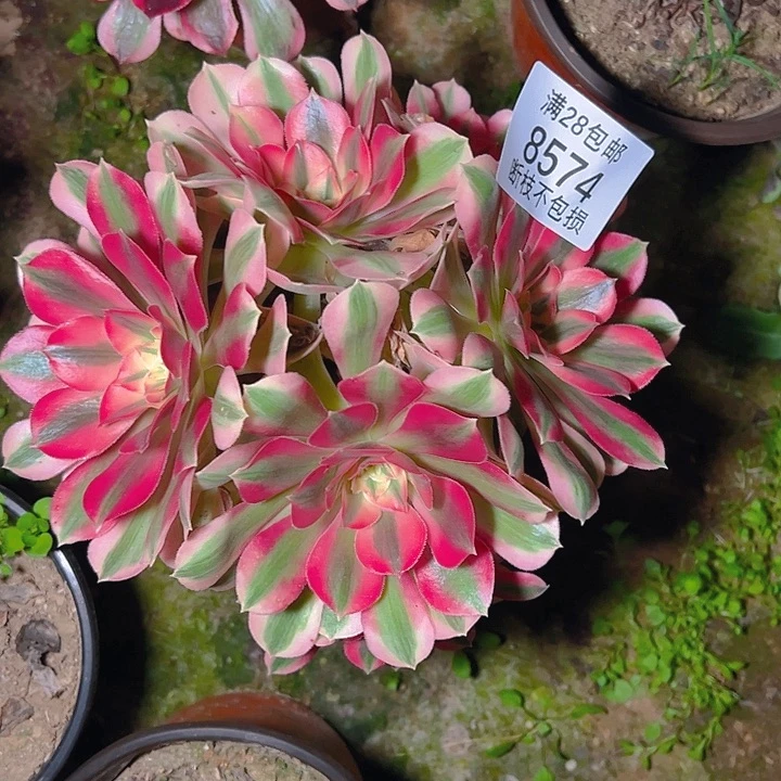 8574粉女郎多肉植物