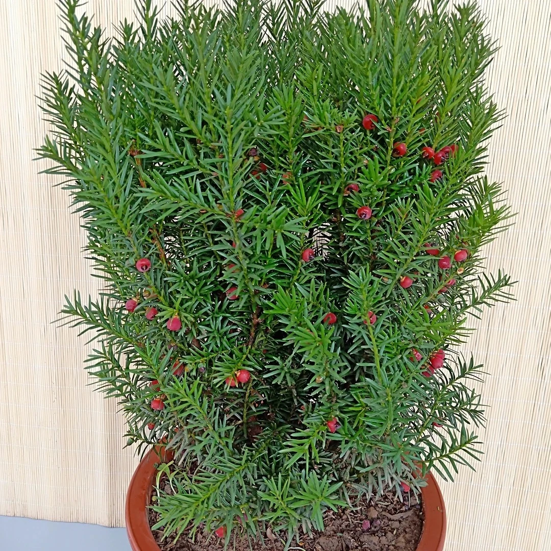 曼地亚红豆杉树苗盆栽室内外种植耐寒四季常青花园庭院