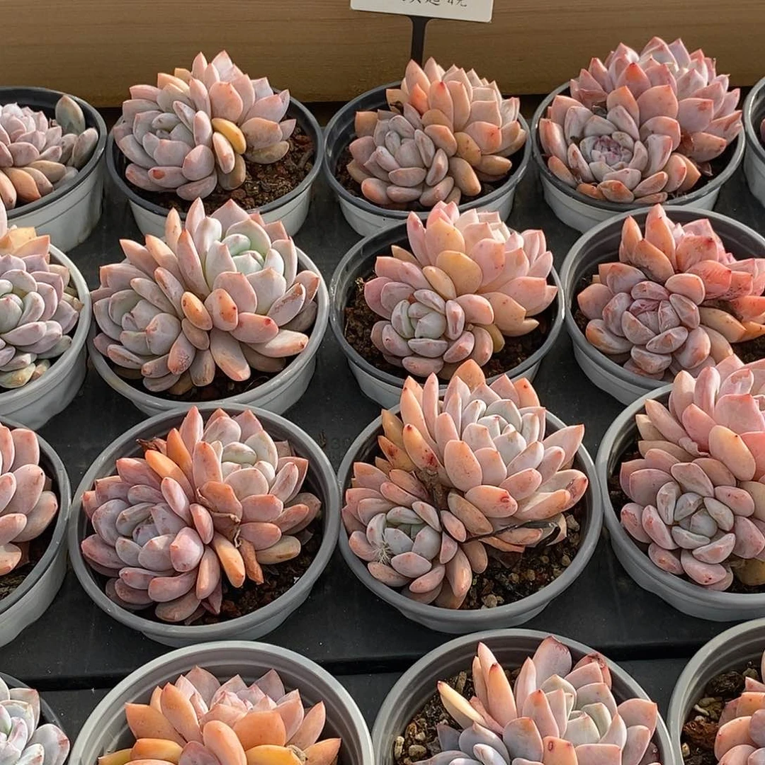 金汇园艺，84雪天使双头