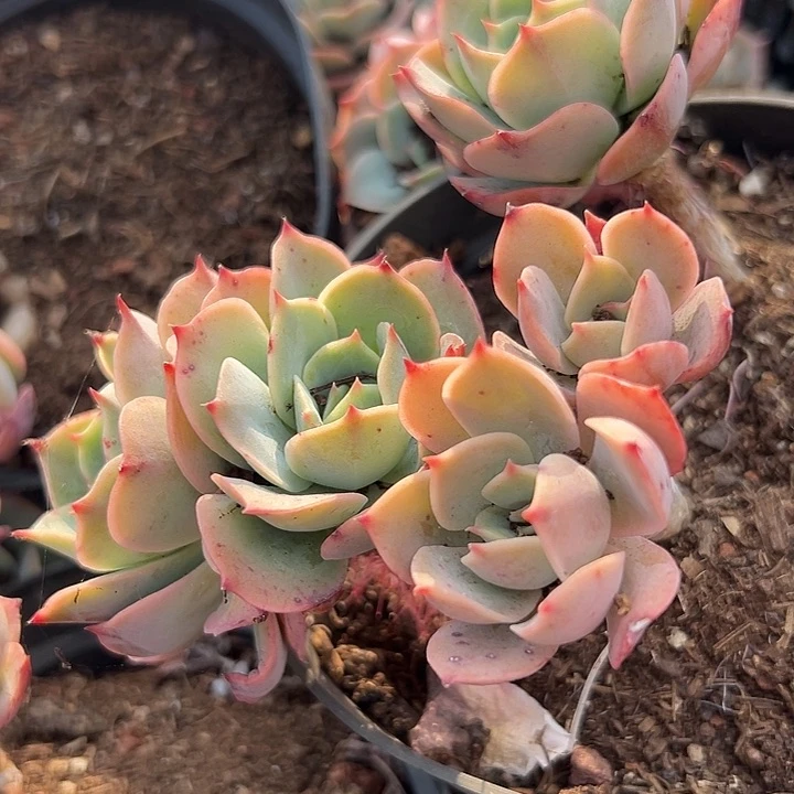 无花朵白雪公主。