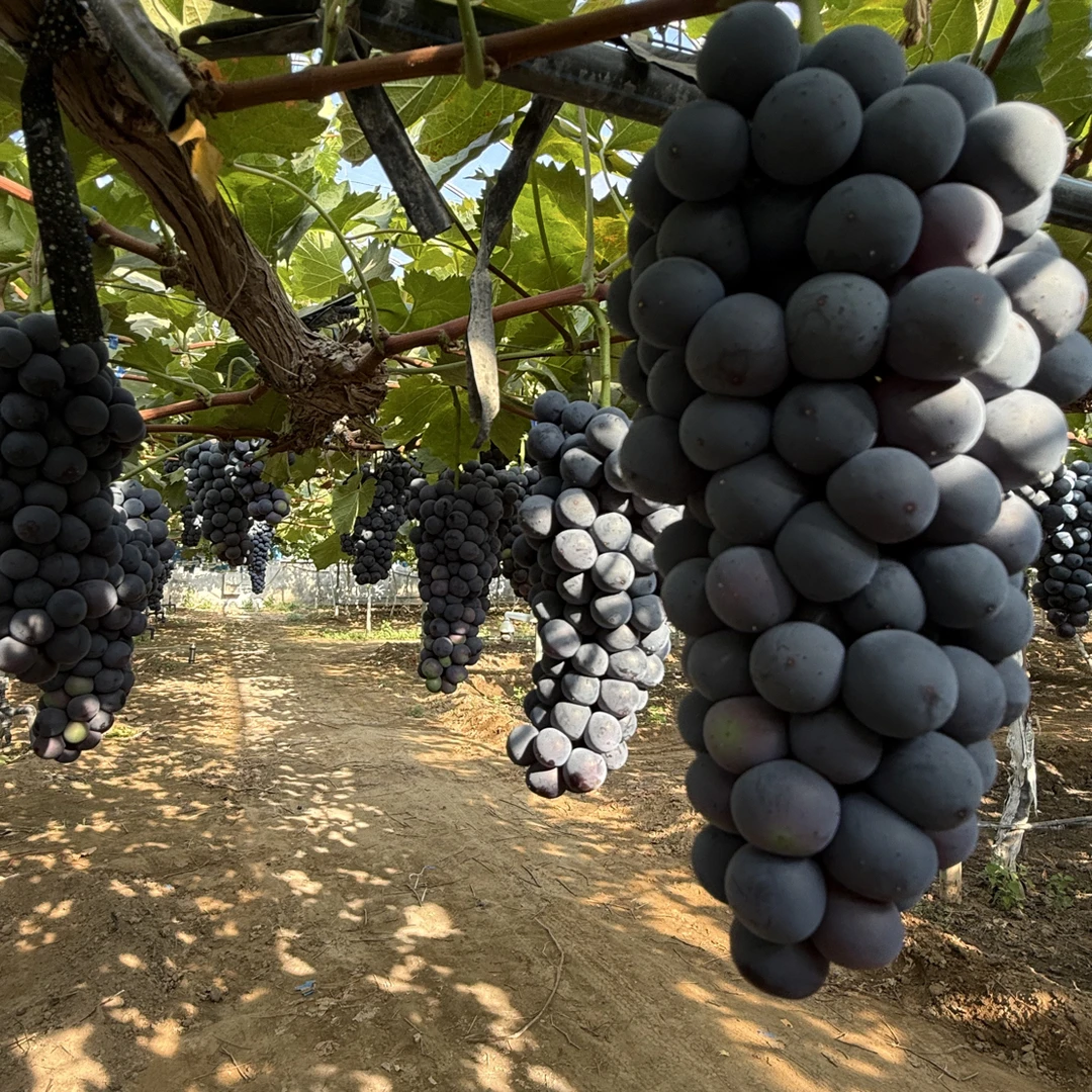 现摘夏黑葡萄新鲜直发